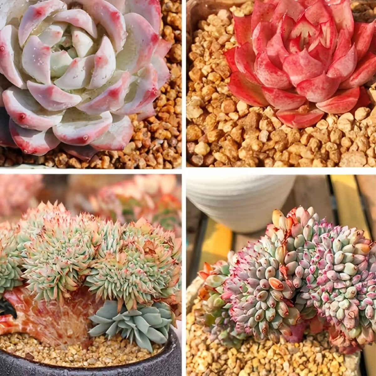 Maifanitum Stones for Succulents, Cactus, Bonsai and Terrarium Decor