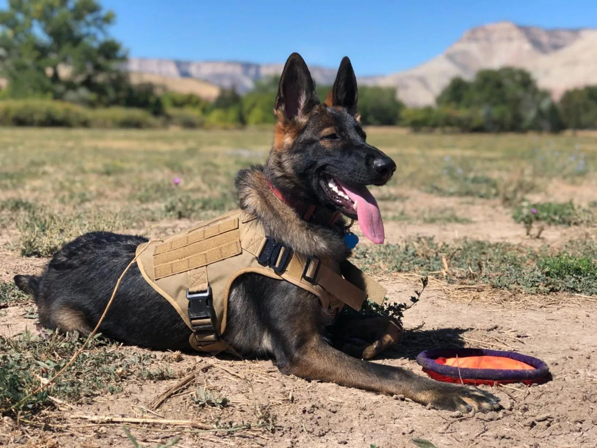 Adjustable Tactical Nylon Dog Harness And Collar Set For Training