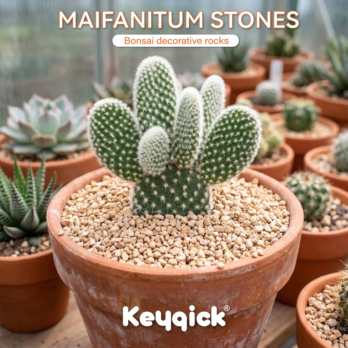 Maifanitum Stones for Succulents, Cactus, Bonsai and Terrarium Decor